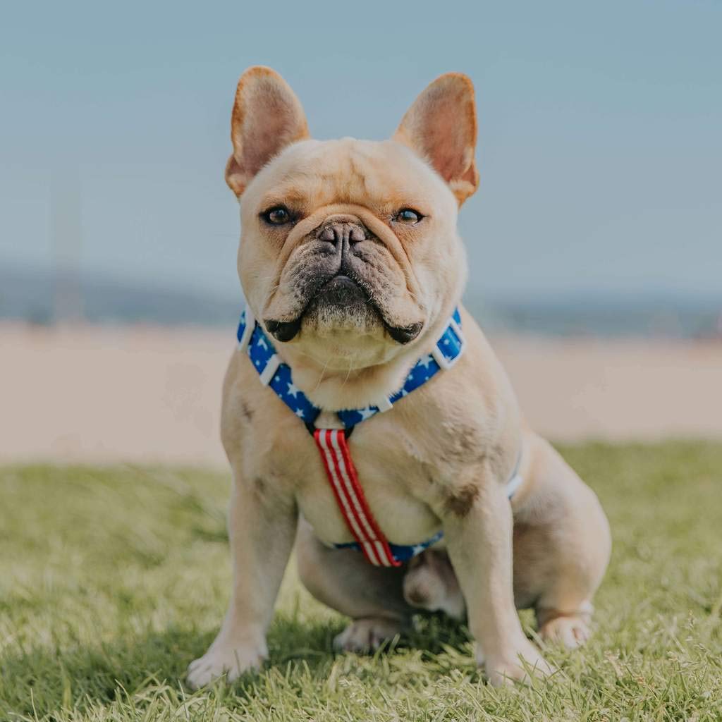 Free-Fit Step-in Dog Harness for Small & Medium Dogs - Adjustable Soft Mesh Vest with Easy On/Off Design - Perfect for Walking, Training & Outdoor Adventures (90s Retro Style)
