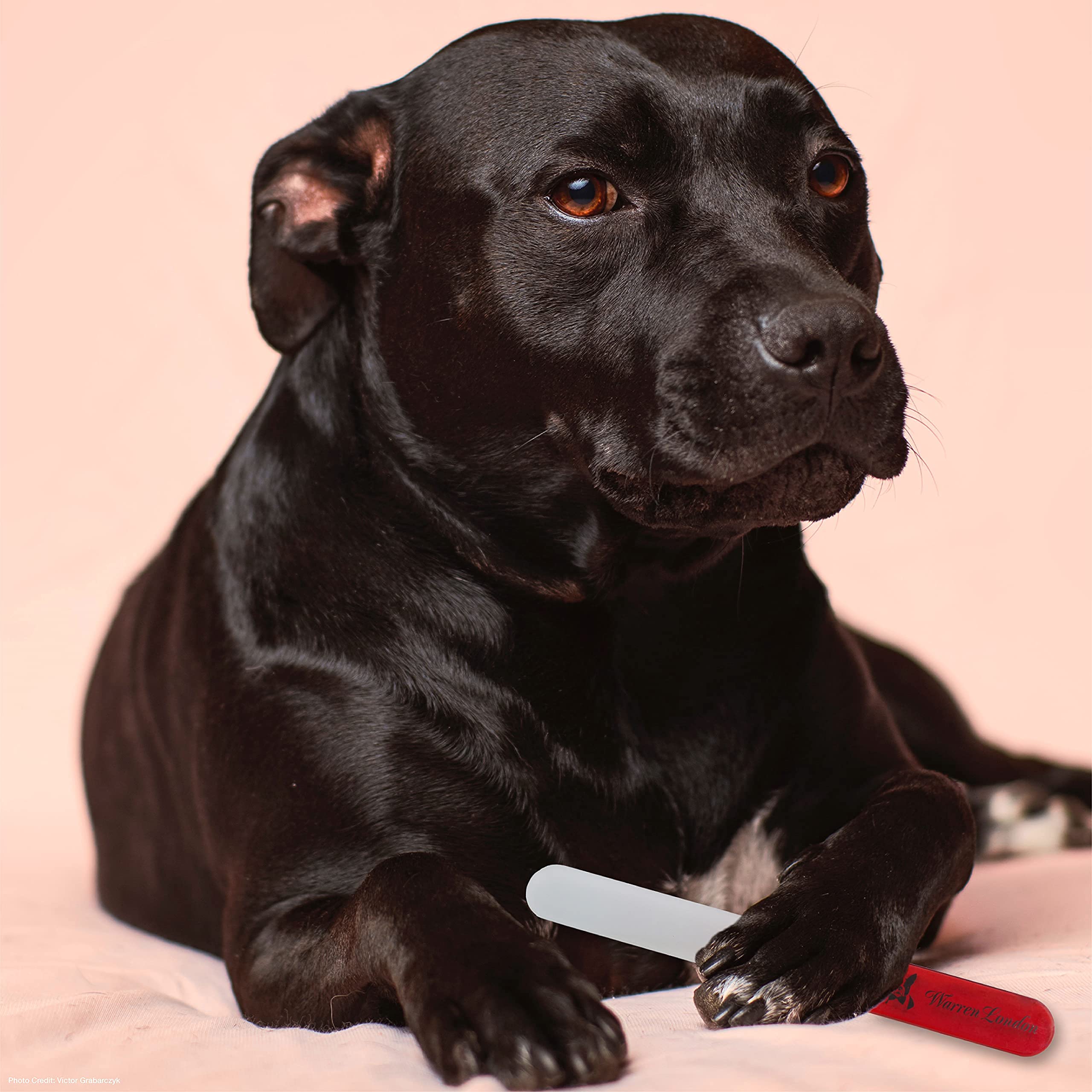 Warren London Glass Dog Nail File - Premium Sandblasted Pet Nail Clipper for Safe & Gentle Dog Grooming - Perfect for At-Home Dog Nail Care & Trimming - Ideal for Small, Medium & Large Dogs