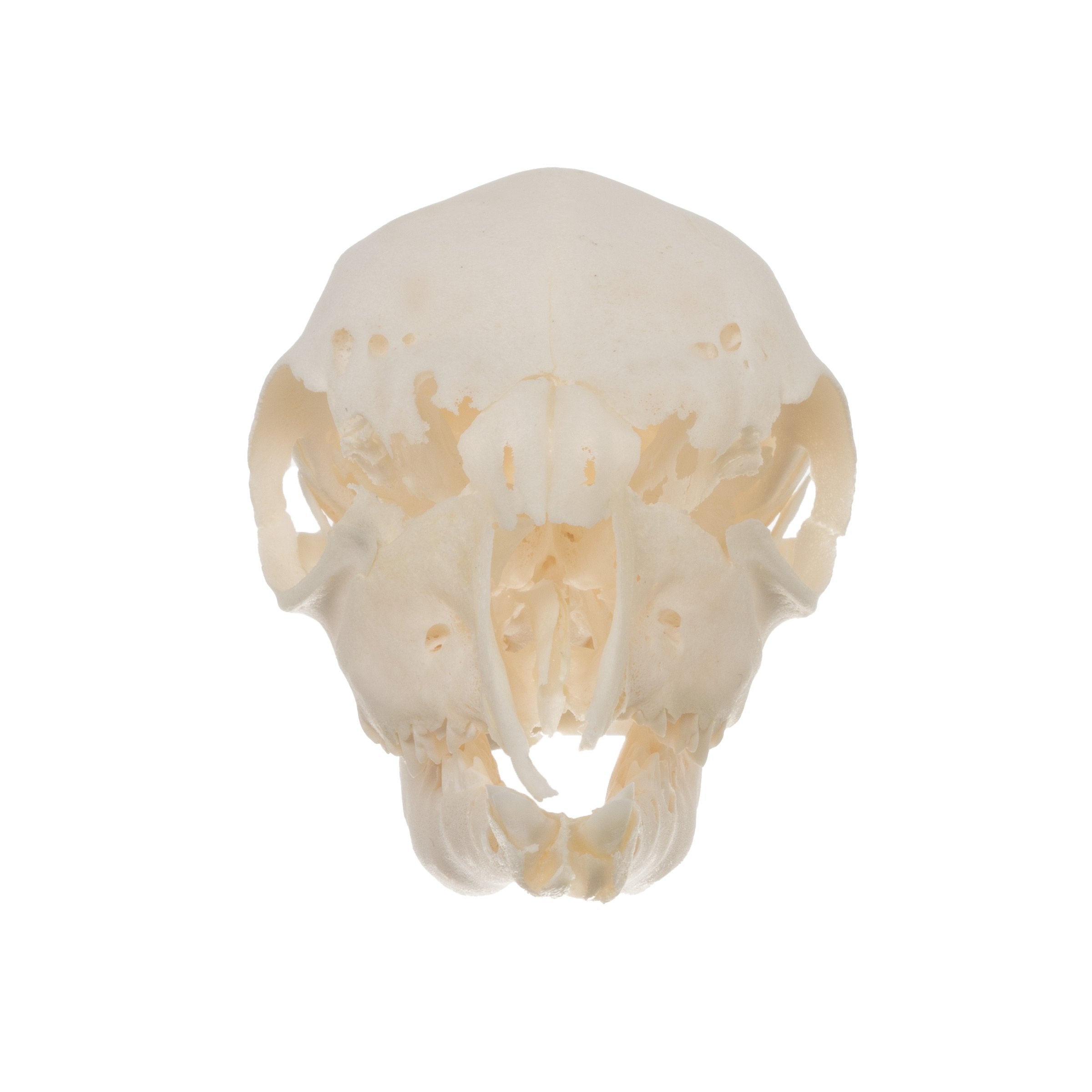 Real Domestic Goat Skull - Authentic Fetal Goat Skull Specimen for Taxidermy, Oddities Collection & Gothic Decor | Perfect for Halloween, Witchcraft Altars & Dark Academia Aesthetics