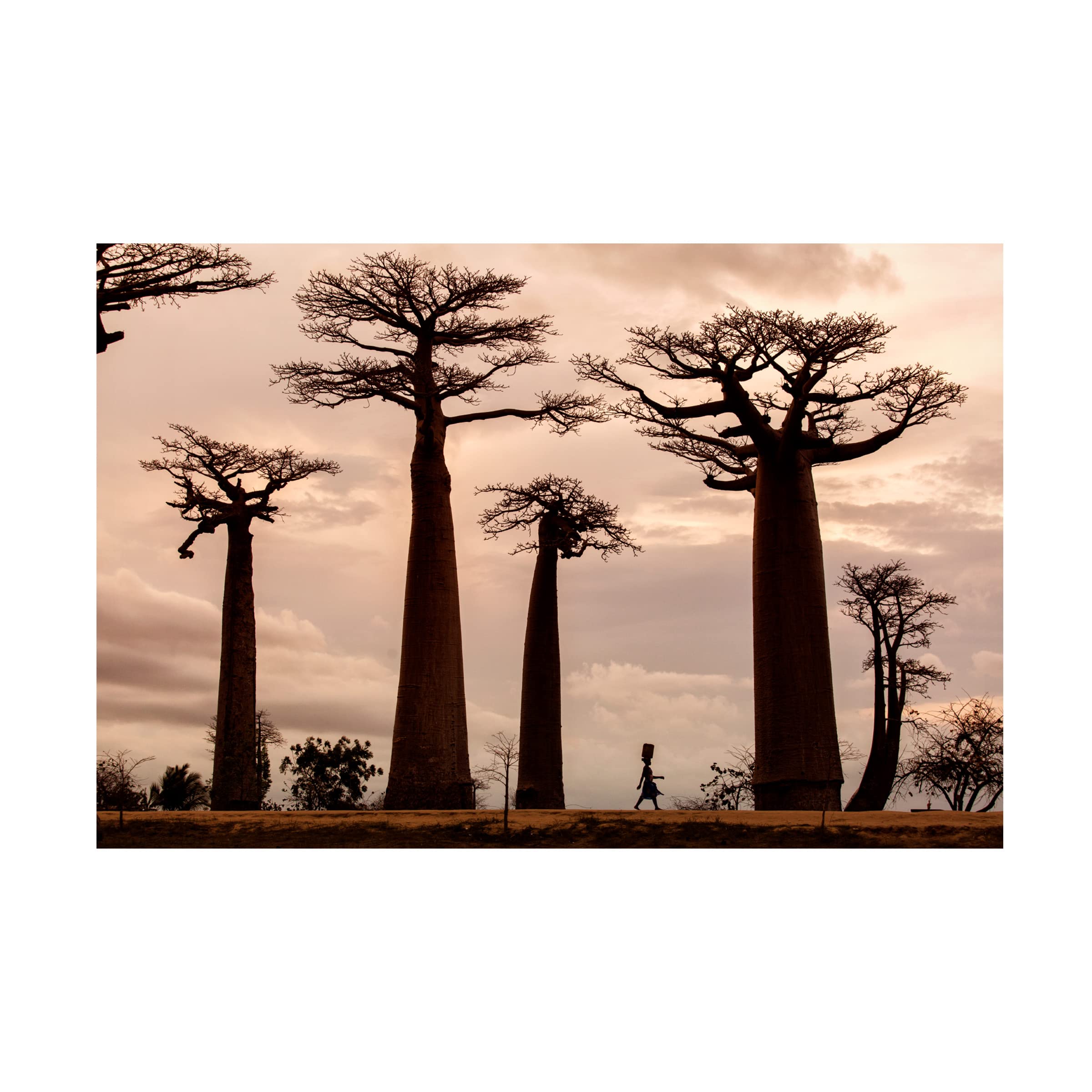 Trademark Fine Art 'Madagascar' Canvas Wall Art by Dan Mirica - Stunning Wildlife Painting for Living Room, Bedroom & Office Decor