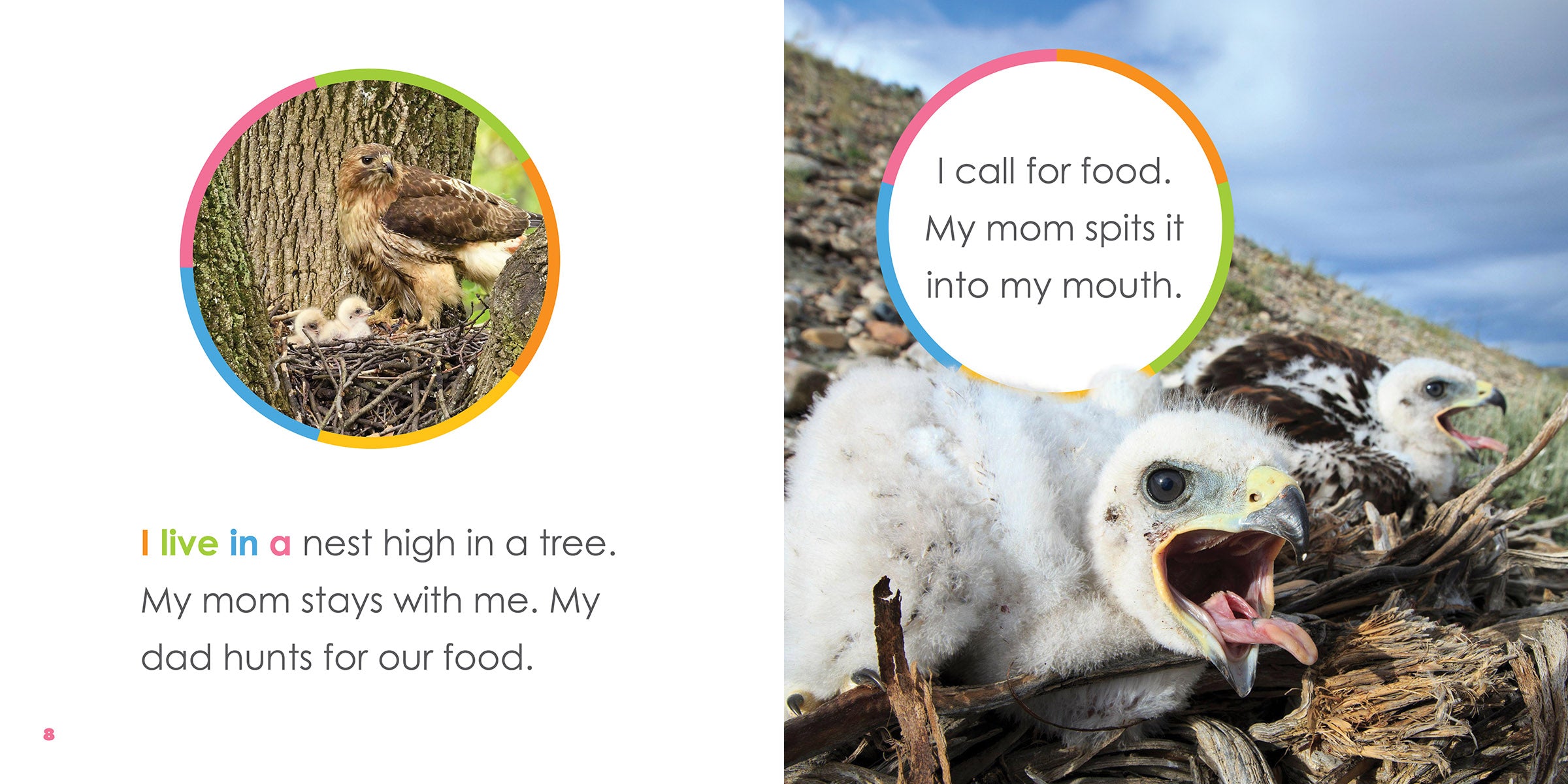 Baby Hawks Starting Out - Essential Beginner Gear for Young Birdwatchers | Perfect for Outdoor Adventures & Nature Exploration