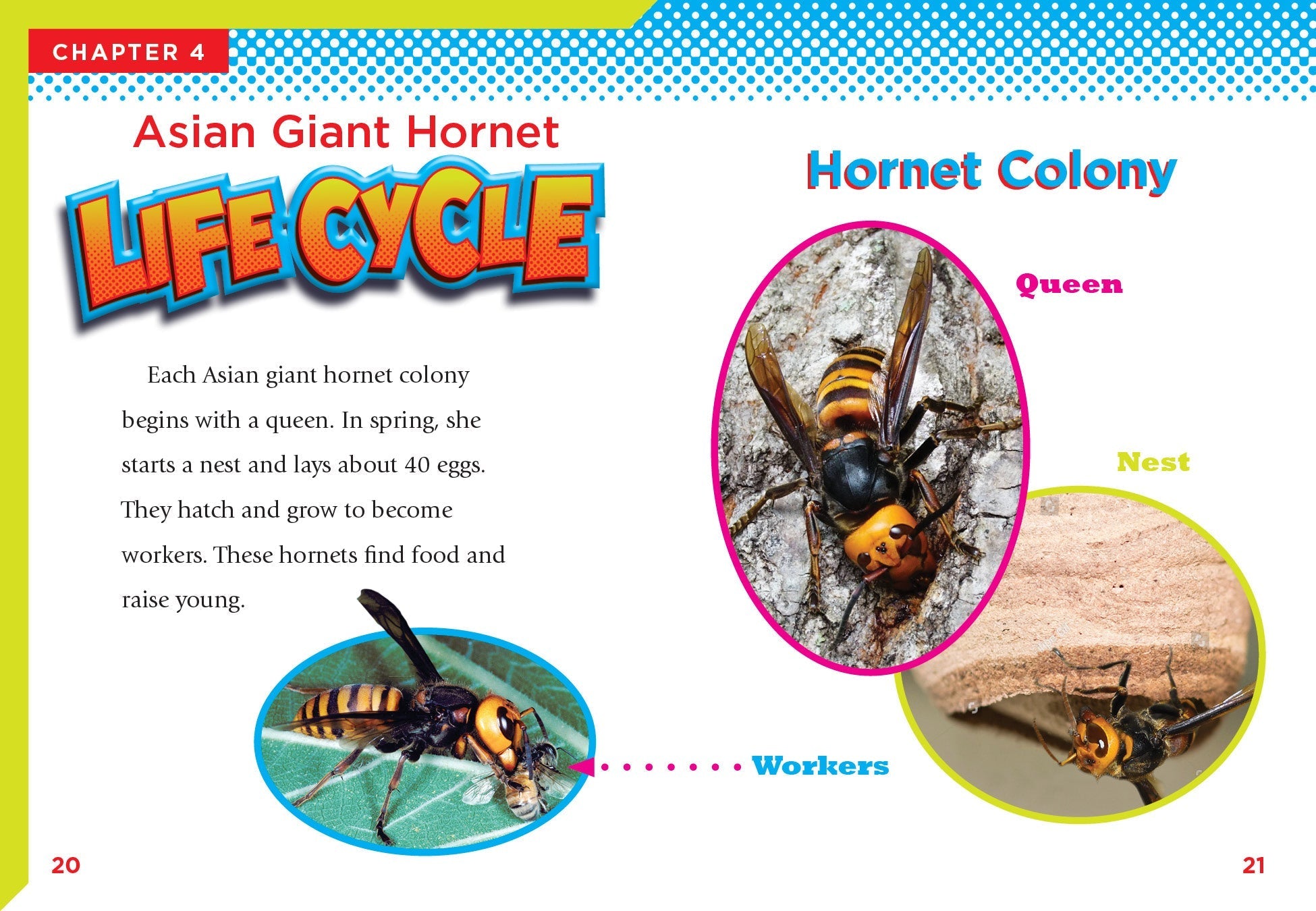 Asian Giant Hornets - Vespa Mandarinia - Largest Hornet Species for Pest Control & Research | Ideal for Entomology Study & Insect Collection