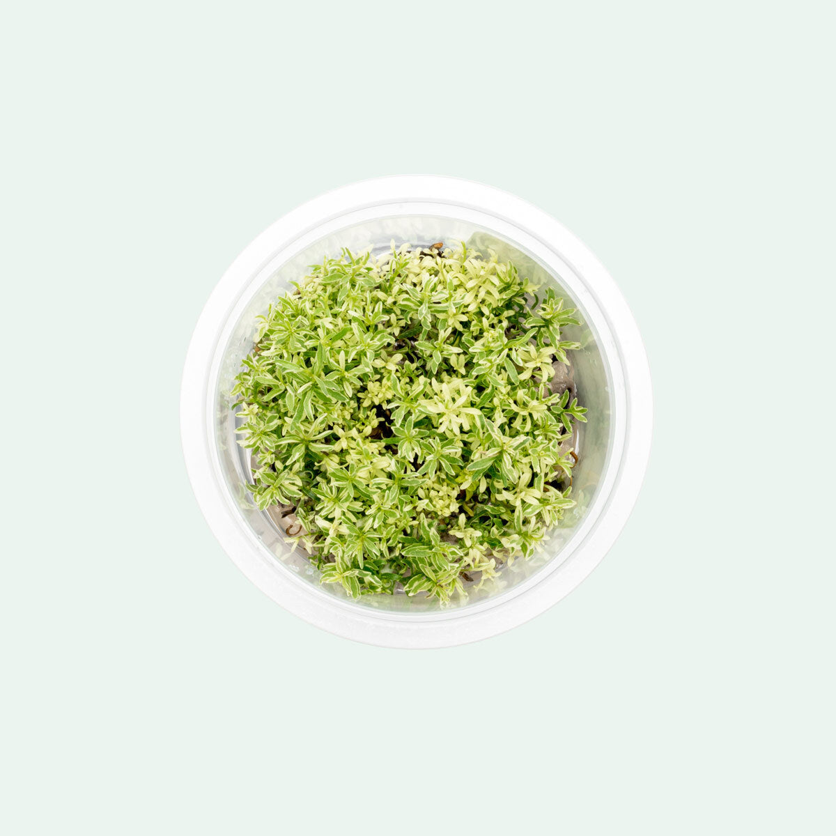 Ludwigia White Tissue Culture Aquarium Plant - Live Aquatic Plant for Fish Tank, Freshwater Aquascaping, and Nano Tanks | Perfect for Beginners and Planted Aquariums