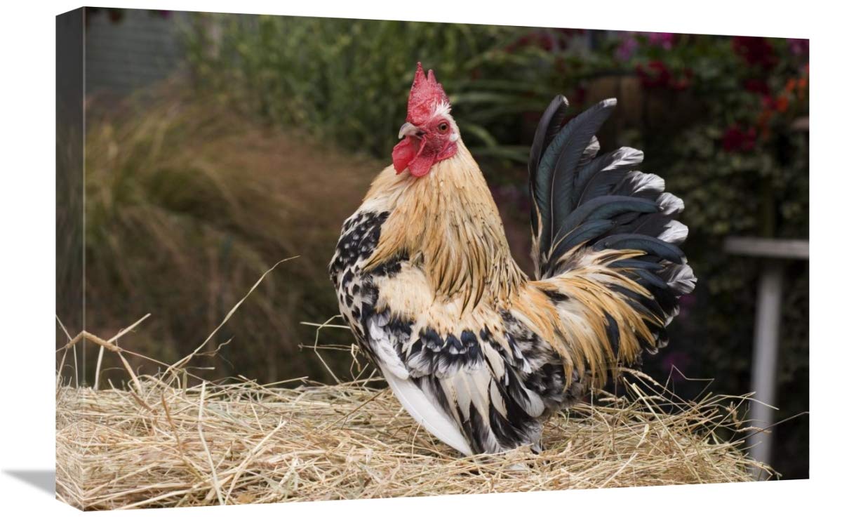 16 x 24 Inch Domestic Chicken, Sable Poot, Lemon Mill Fleur Cock Art Print by Angela Hampton - Vintage Farmhouse Wall Decor for Kitchen, Country Home & Poultry Enthusiasts