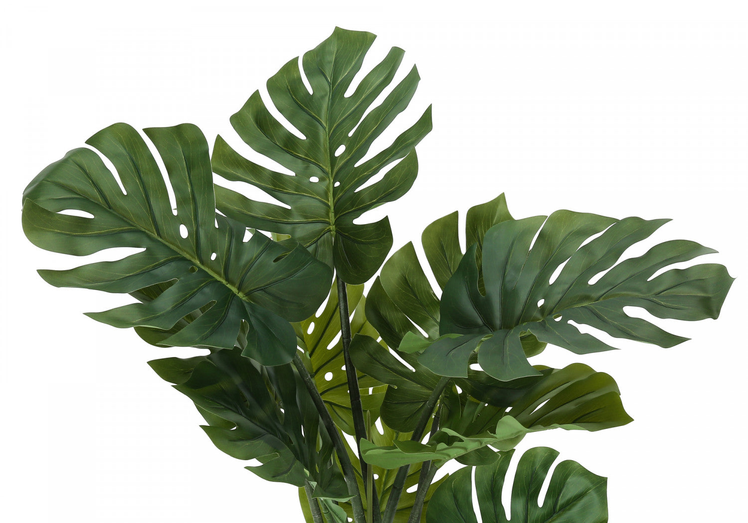 45 Monstera Deliciosa Swiss Cheese Plant with 6 Black Nursery Pots - Indoor Houseplant for Home Decor, Office, Living Room & Bedroom