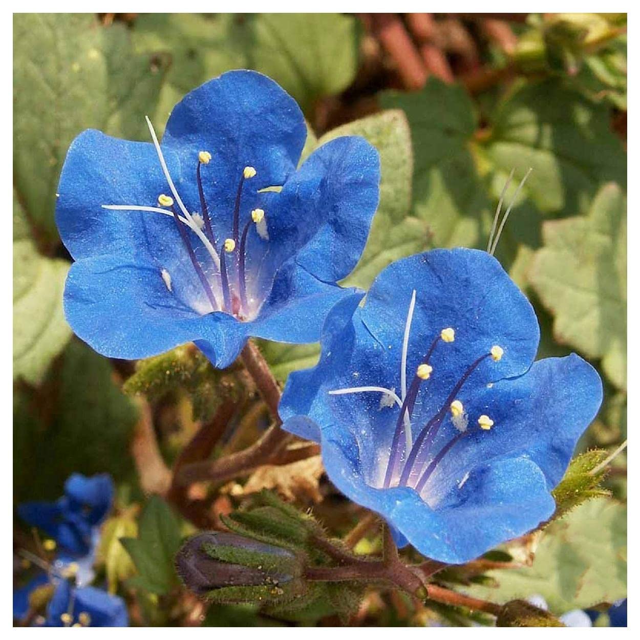 Everwilde Farms - 2000 California Bluebell Native Wildflower Seeds - Gold Vault Jumbo Seed Packet for Gardening, Landscaping & Pollinator Gardens - Non-GMO Flower Seeds for Attracting Bees & Butterflies
