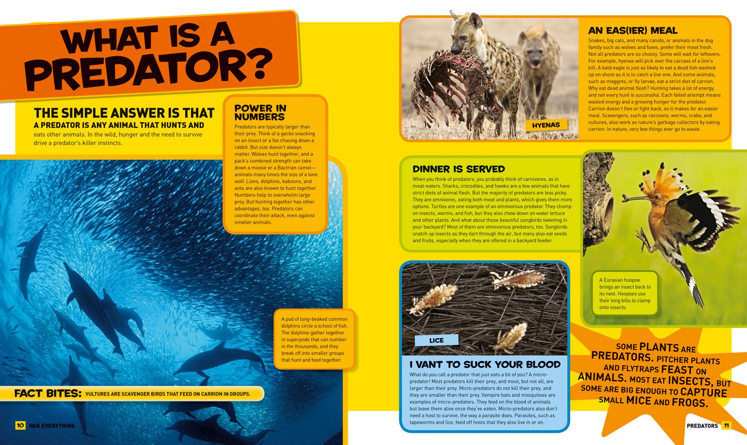 National Geographic Kids Everything Predators Book - Amazing Animal Photos, Fun Facts & Educational Content for Children | Perfect for Homeschooling, Classroom Learning & Young Wildlife Enthusiasts
