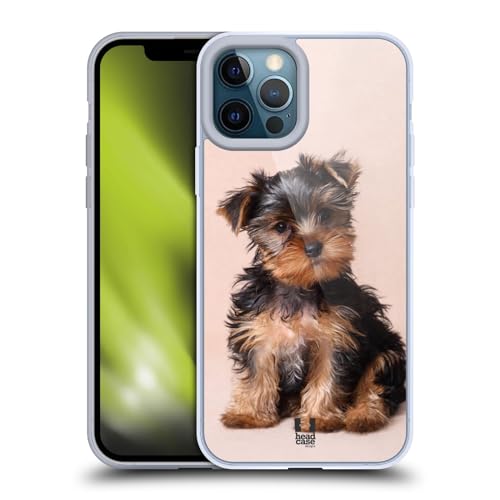 Yorkshire Terrier Puppy