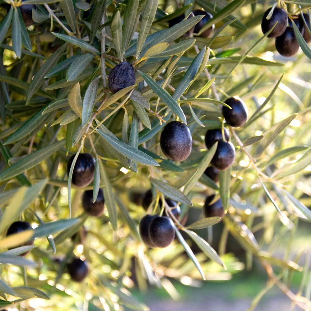 PERFECT PLANTS Arbequina Olive Tree Live Plant 4-5 Feet Tall - Indoor/Outdoor Fruit Bearing Tree with Care Guide - Perfect for Home Gardens, Patios & Mediterranean Landscaping