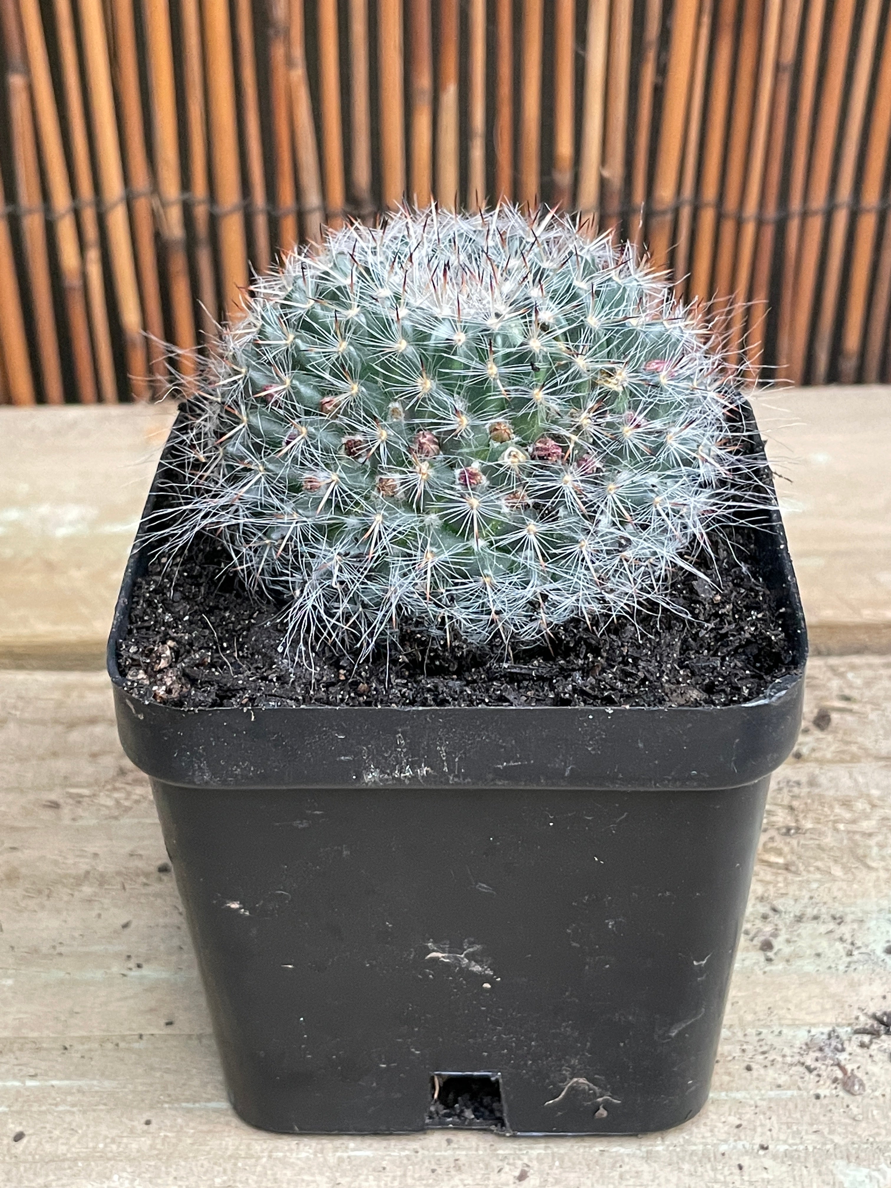 Mammaria Hahniana 'Old Lady Cactus' - Live Succulent Plant for Home & Office Decor, Perfect for Windowsills, Desks, and Gift Giving