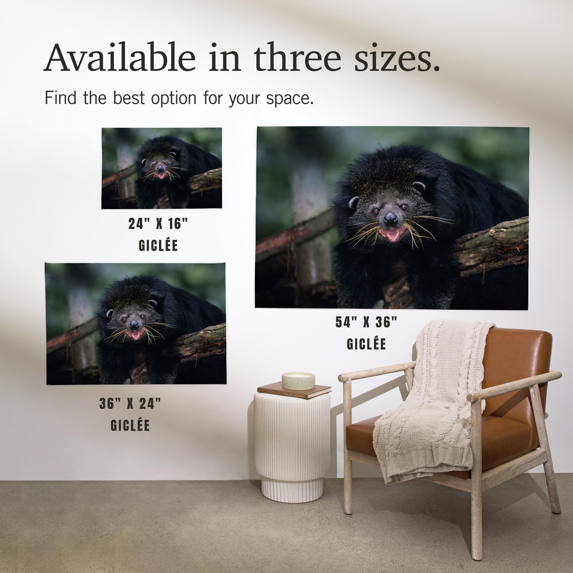 Lantern Press 24x36 Inch Giclee Art Print - Binturong (Bearcat) Wildlife Wall Decor | Premium Canvas Painting for Living Room, Bedroom & Office