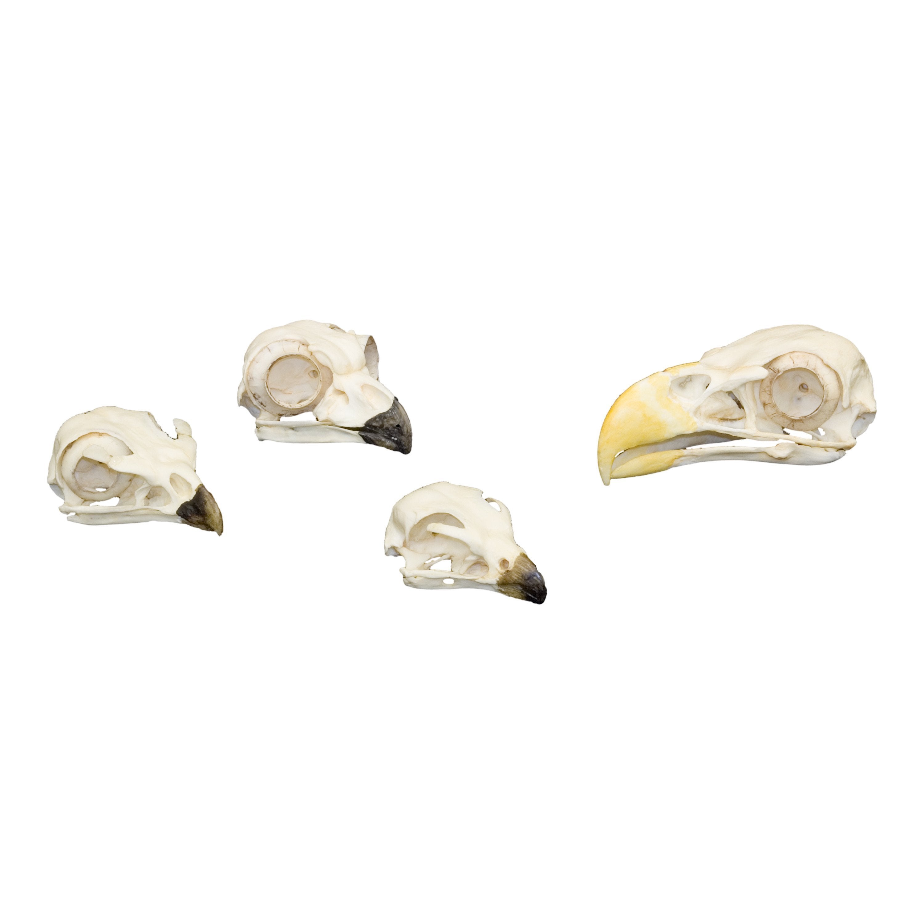 Replica Comparative Skull Kit - Birds of Prey Collection for Science Study & Education - Perfect for Biology Classrooms, Museum Displays & Nature Enthusiasts