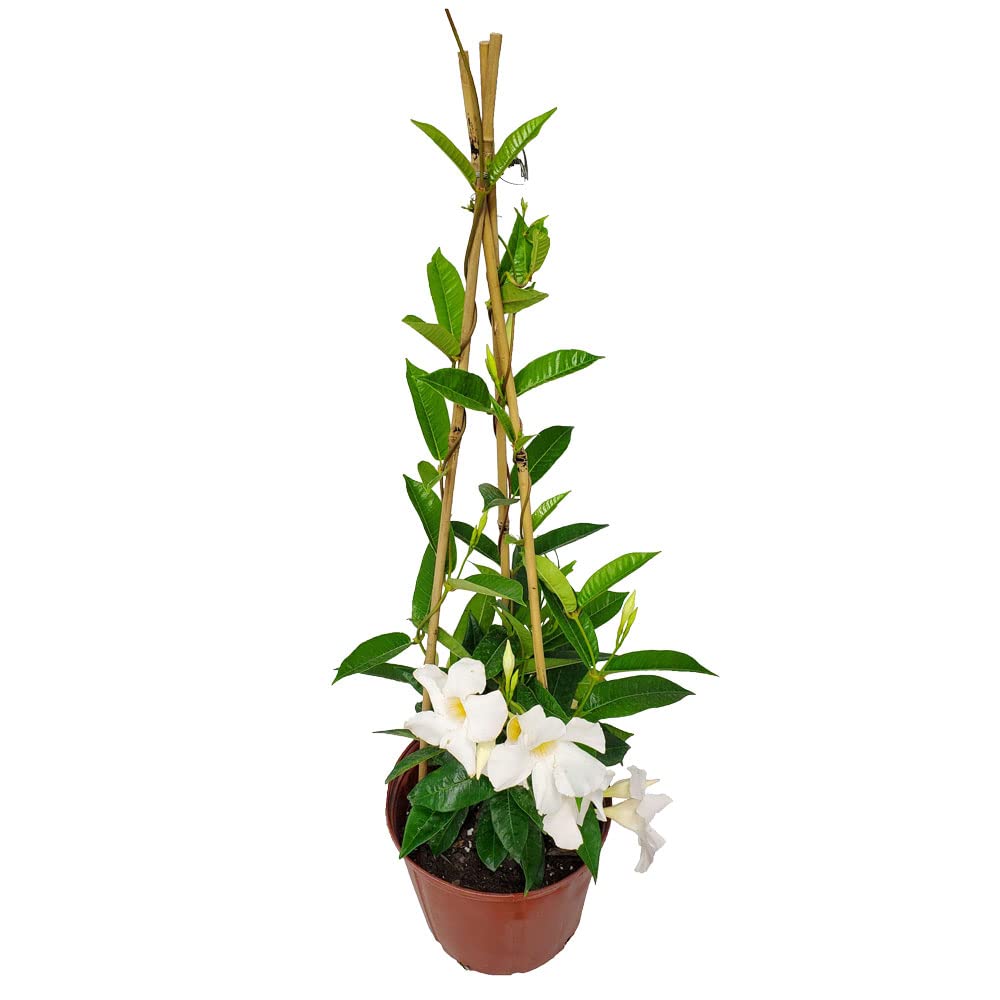 Live Mandevilla Vine Plant with Trellis - White Giant Tropical Flowering Vine from Florida - 36