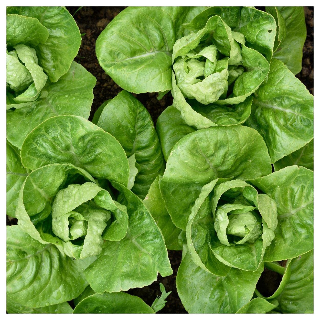 Organic Little Gem Butterhead Lettuce Seeds - 1/4 Lb Non-GMO Heirloom Variety by Everwilde Farms - Gold Vault Packaging - Perfect for Home Gardens, Hydroponics & Fresh Salads