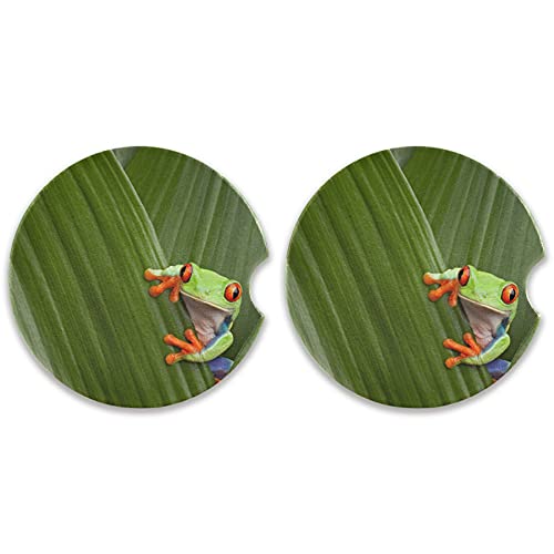 Tree Frog
