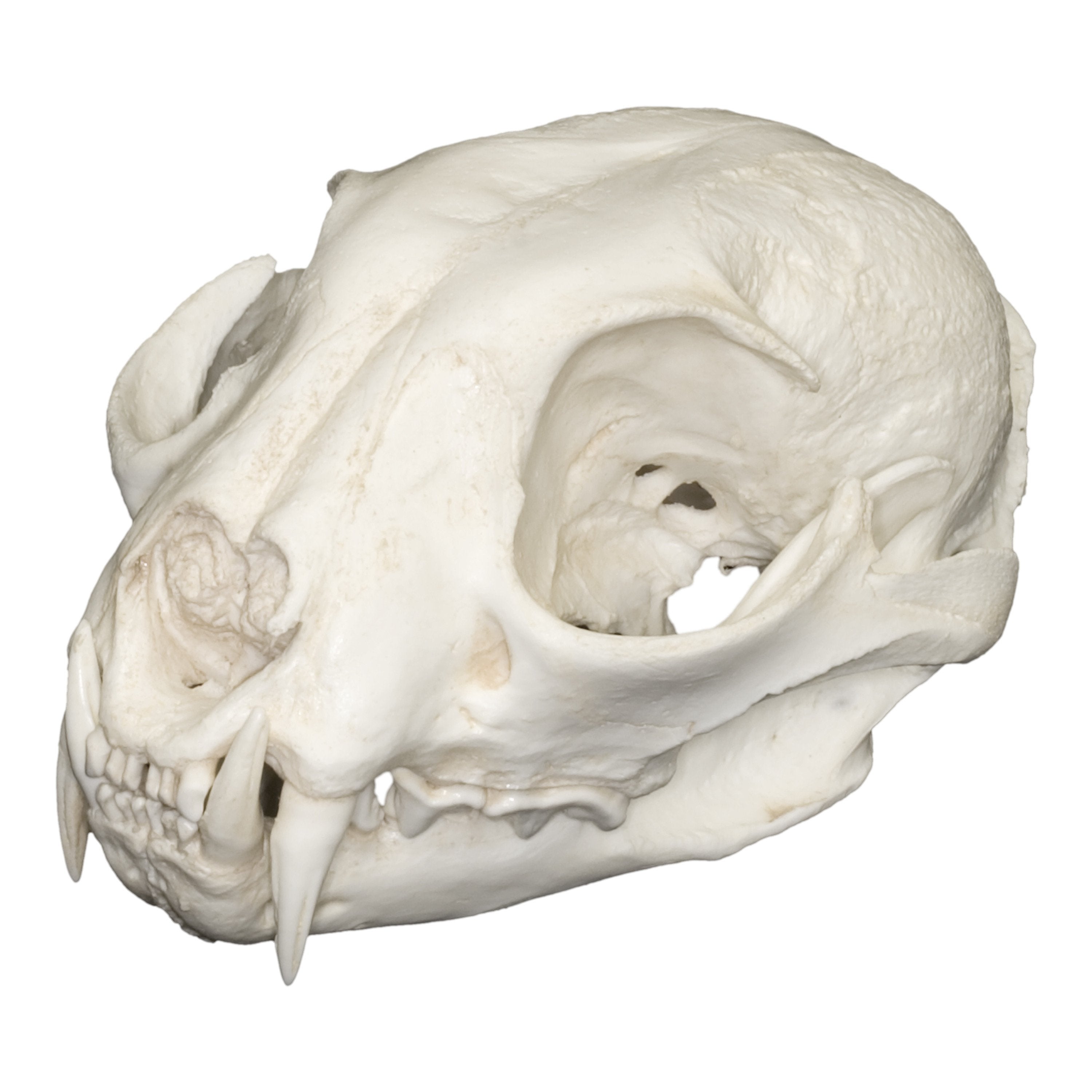 Authentic Replica Eurasian Lynx Skull - High-Quality Animal Skull Model for Home Decor, Educational Display, and Gothic Collection - Perfect for Halloween, Biology Classrooms, and Taxidermy Enthusiasts