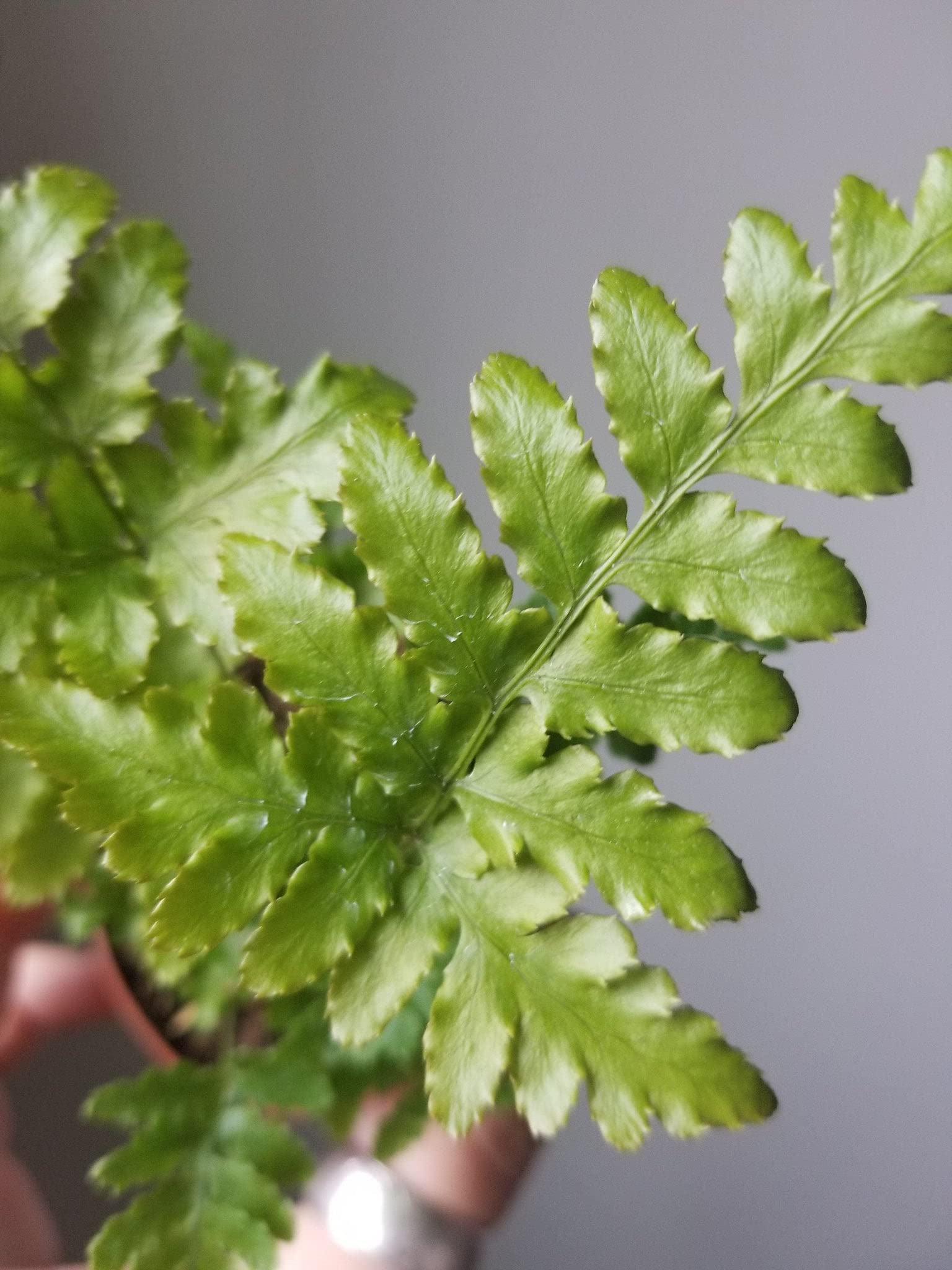 Ultimate Fern Collection - 90 Live Plants in 2 Inch Pots - Healthy & Beautiful Air-Purifying Indoor Plants - Easy to Grow for Home, Office & Gift Decor