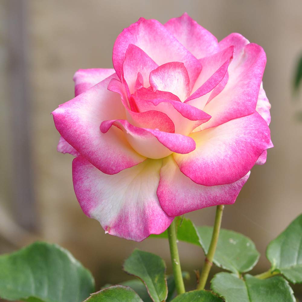 Heirloom Roses Miss Congeniality™ Grandiflora Rose Bush - Live Outdoor Planting Perennial Flowering Plant for Gardens, Landscaping & Wedding Decorations