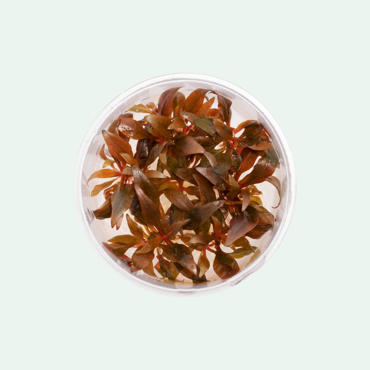 Alternanthera Reineckii Mini Live Aquarium Plant - Red Aquatic Plant for Fish Tanks, Nano Tanks & Aquascaping | Perfect for Foreground Planting in Freshwater Aquariums