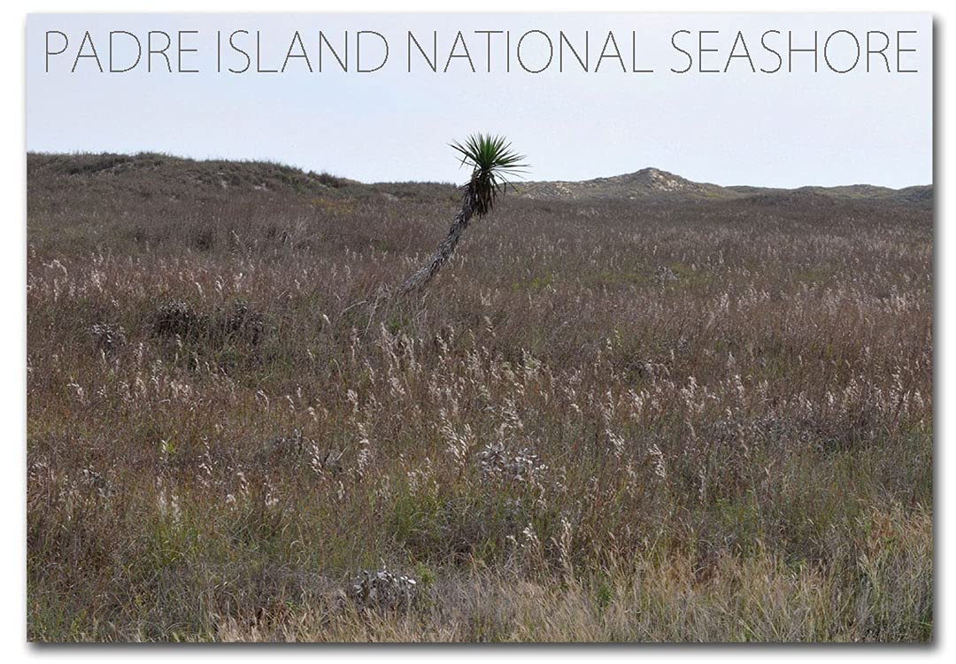 Padre Island National Seashore Texas Souvenir Refrigerator Magnet 2.5x3.5 Inch - Perfect for Travel Memories, Fridge Decor & Gift Ideas