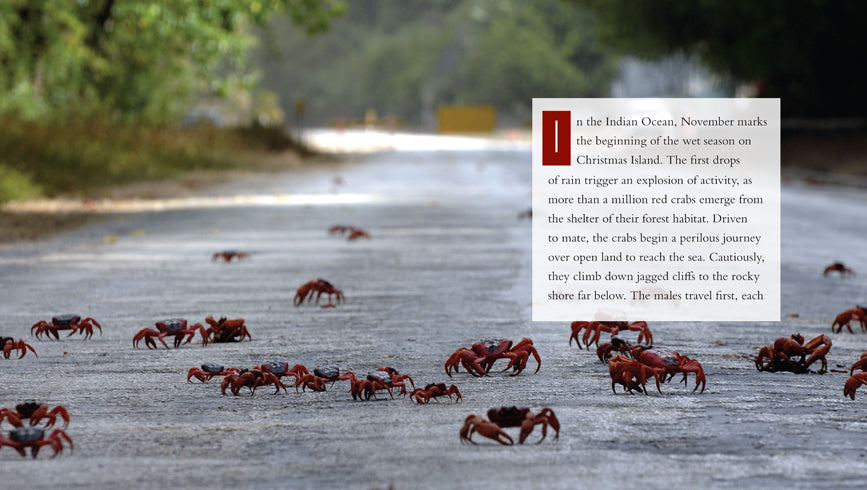 Fresh Live Crabs for Sale - Premium Seafood Delicacy | Perfect for Steaming, Boiling & Seafood Feasts