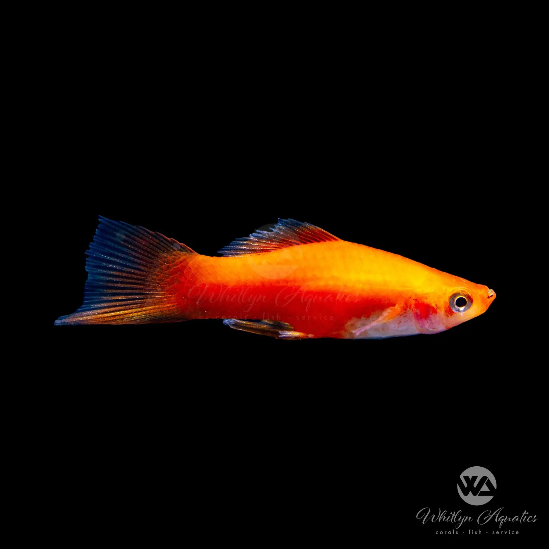 Red Swordtail Fish (Xiphophorus Helleri) - Vibrant Freshwater Aquarium Fish for Home & Office Tanks