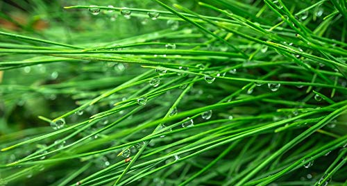 20x30 Inch Laminated Conifer Pine Leaves Nature Poster - Vibrant Green Plant Wall Art for Home & Office Decor - Perfect for Living Room, Bedroom or Classroom
