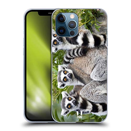 Ring Tailed Lemur