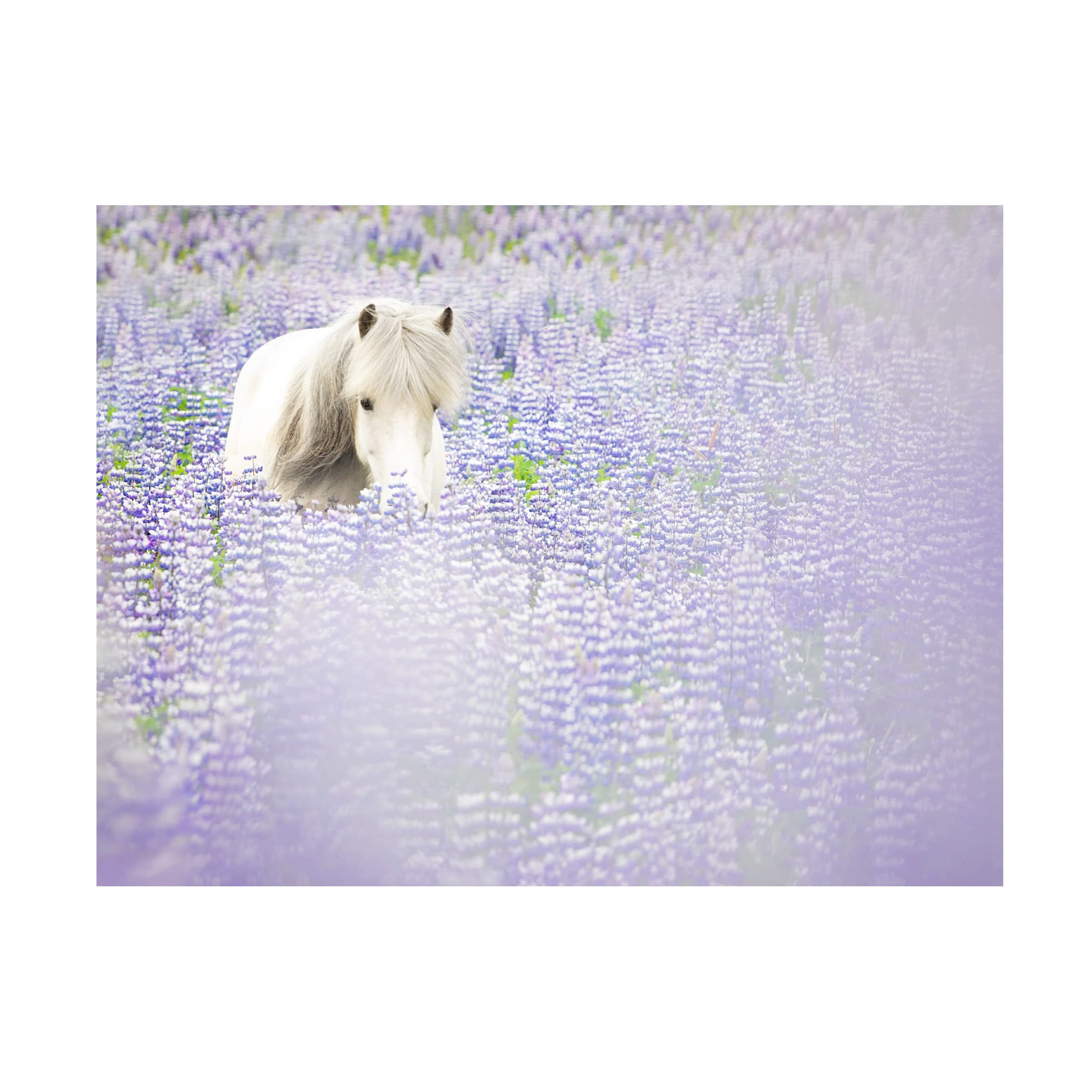 PHBurchett 'Horse in Lavender II' Canvas Wall Art Print - 14x19 Inches, Floral Horse Painting for Living Room, Bedroom & Office Decor