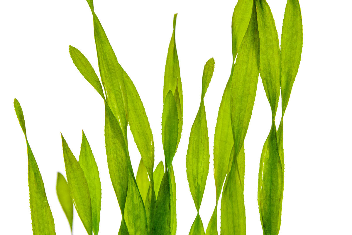 Vallisneria Contortionist Live Aquarium Plant - Easy to Grow Aquatic Grass for Fish Tanks, Ponds & Aquascaping (Ideal for Shrimp & Betta Fish Habitats)