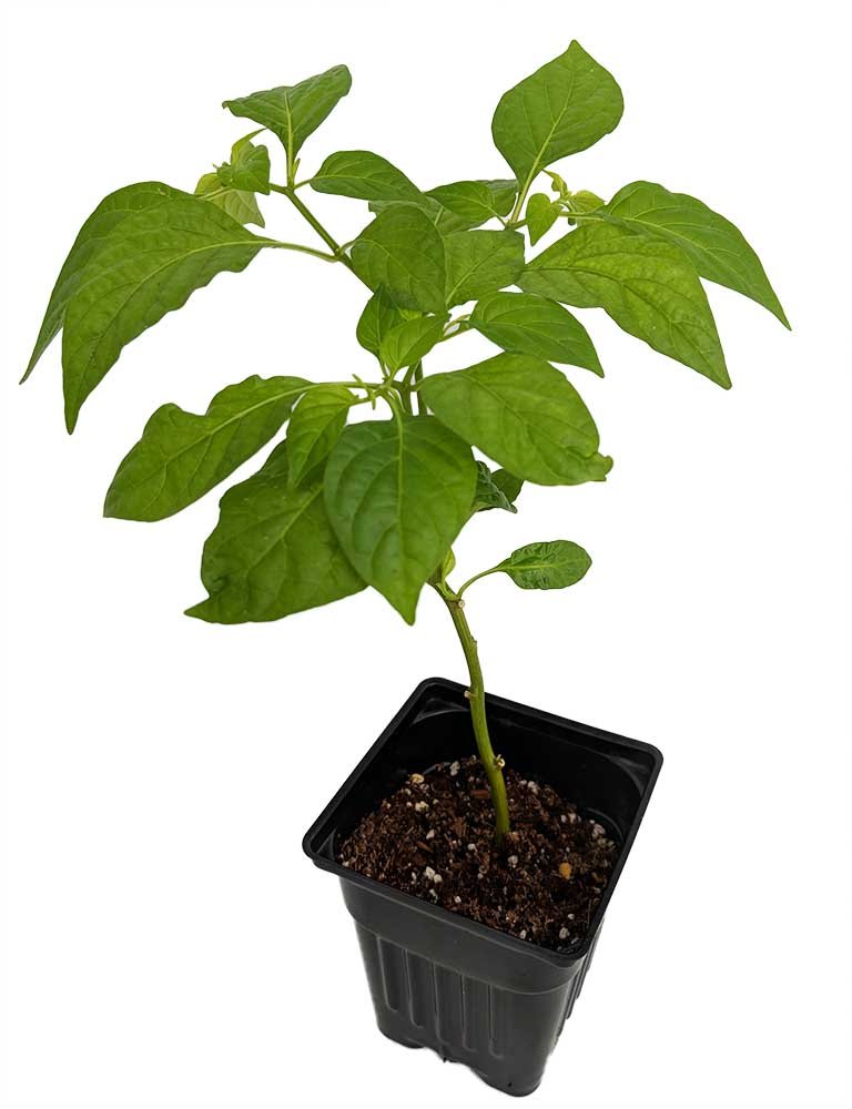 Trinidad Scorpion Pepper Plant - Extremely Hot Ghost Chili - 2.5