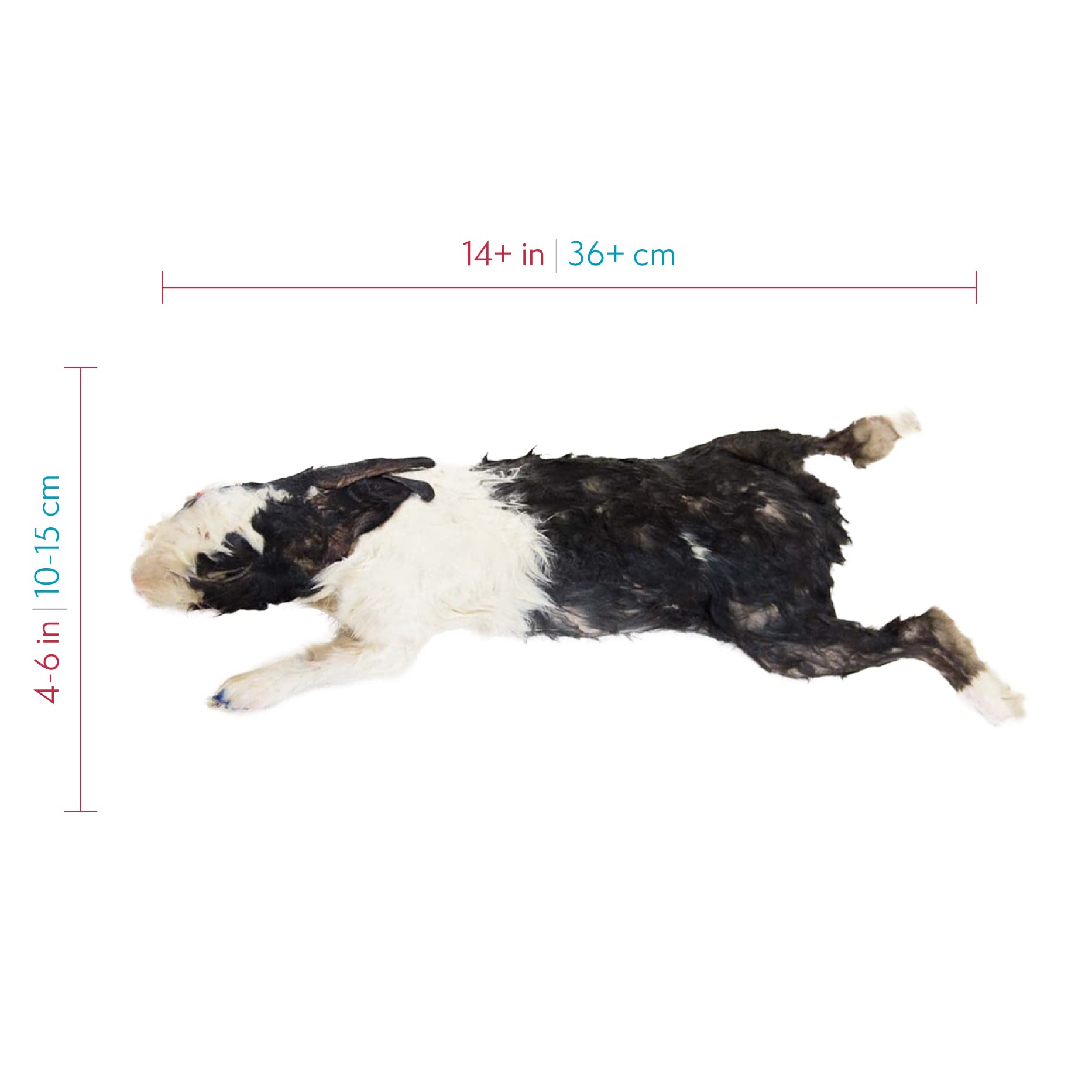 Premium Rabbit Dissection Specimen for Anatomy & Biology Labs - 14