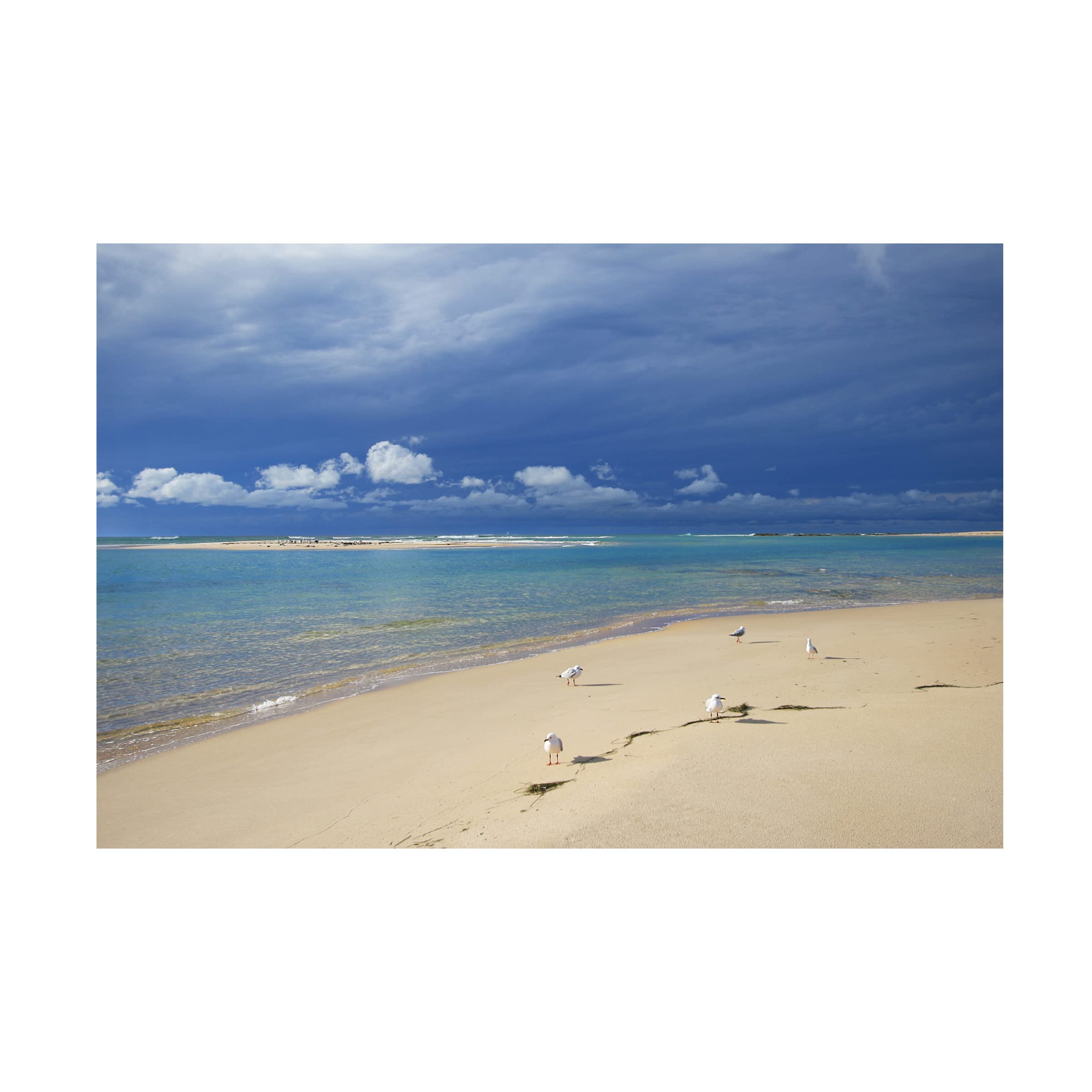 Trademark Fine Art 'Born to Be on a Beach' Canvas Wall Art Print by Beata Czyżowska | Coastal Decor for Living Room, Bedroom & Beach House | Ocean Themed Home Decor