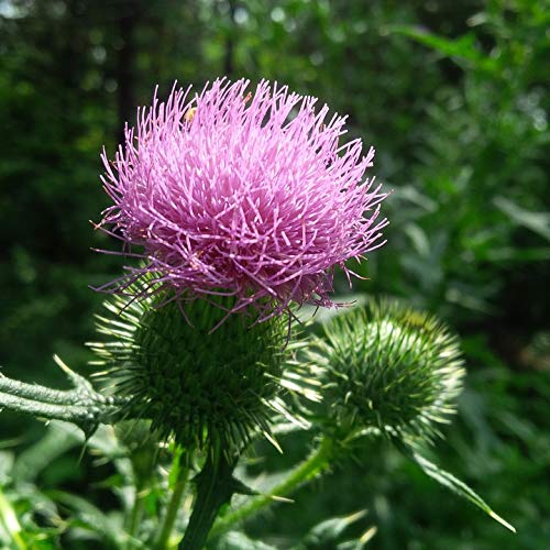 Nature Ontario Flora Wildflower Thistle - 20x30 Inch Laminated Poster with Vibrant Colors & Detailed Imagery - Perfect for Home Decor, Office Wall Art & Classroom Educational Display