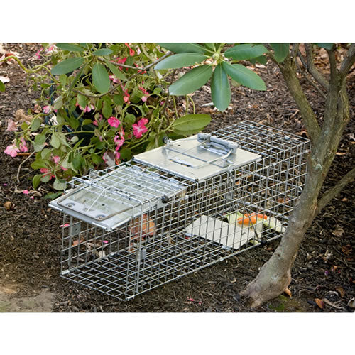 Havahart Easy Set Collapsible Animal Trap - Humane Live Cage for Small Animals (Rabbits, Squirrels, Groundhogs) - Perfect for Garden Protection & Pest Control