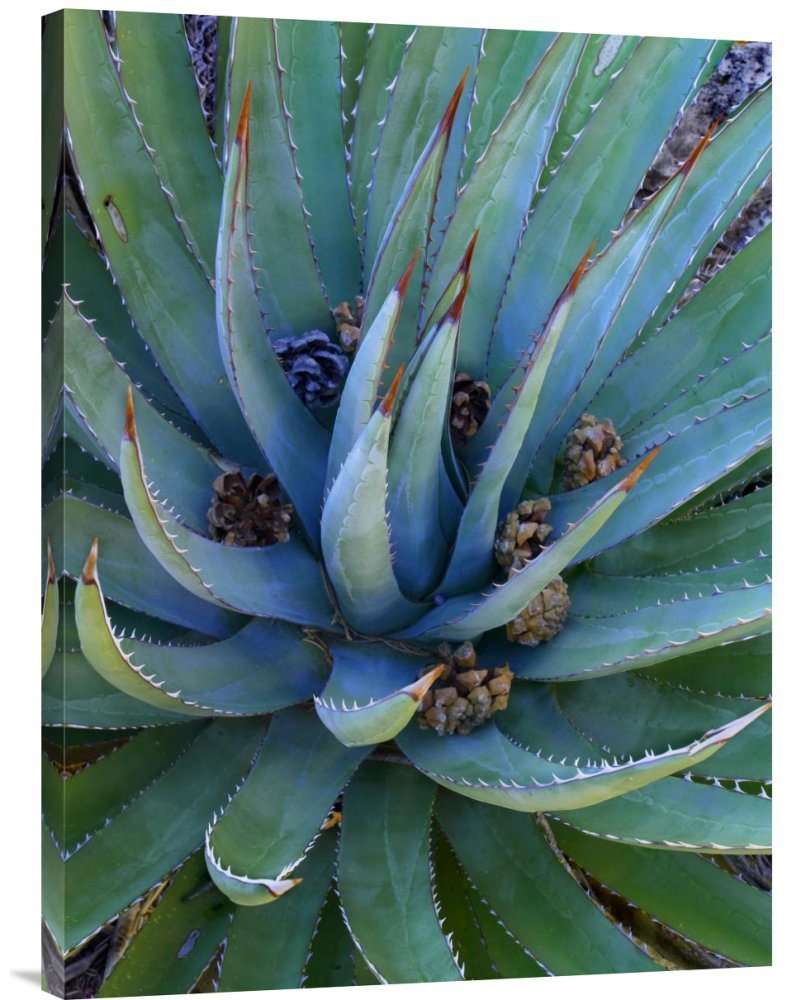 Tim Fitzharris Agave Plants with Pine Cones North America Canvas Wall Art Print | Gallery Wrap Giclee | Home & Office Decor | Perfect for Living Room, Bedroom, or Office Wall Decor