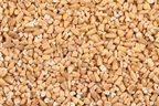 Organic Steel Cut Oats by WOODSTOCK FARMS - 1 lb Bag | Non-GMO, Gluten-Free Breakfast Oatmeal for Healthy Porridge, Smoothies & Baking