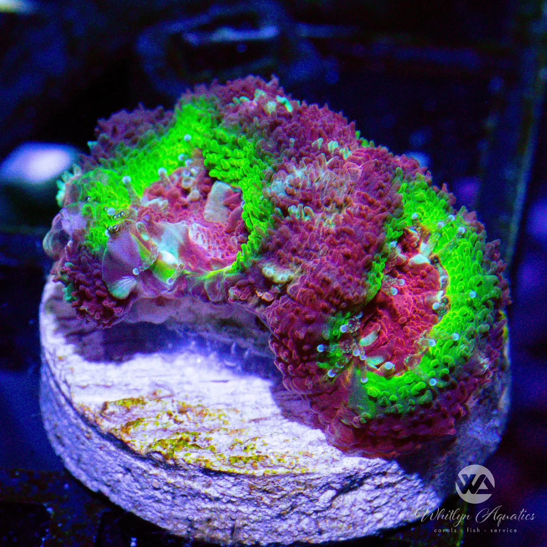 F1 WA Code Red Acan Coral - Premium WYSIWYG Live Coral for Saltwater Aquariums | Perfect for Reef Tanks & Coral Displays