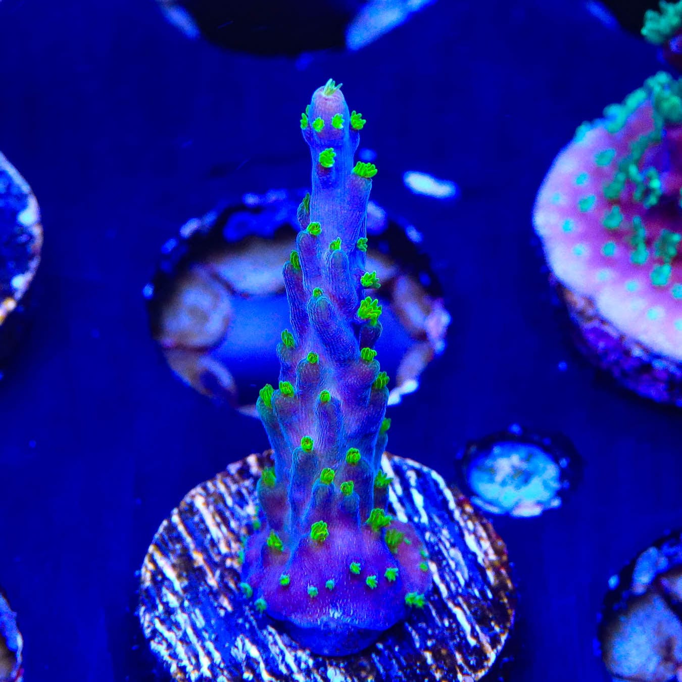 Garf Bonsai Acropora Coral - Premium Saltwater Aquarium Coral for Reef Tanks | Perfect for Marine Aquascaping and Coral Propagation