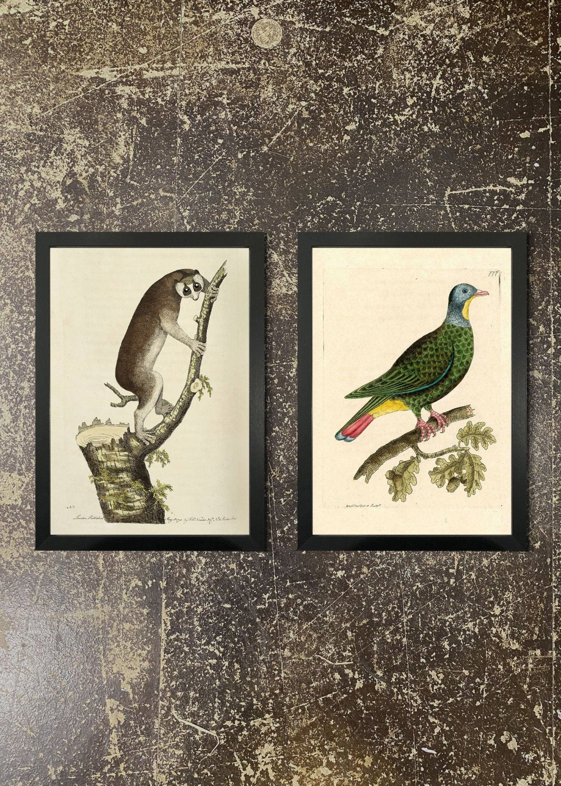 2 Premium Lemur & Pigeon Art Prints with Frames - Perfect for Home Decor, Office Wall Art & Gift Giving