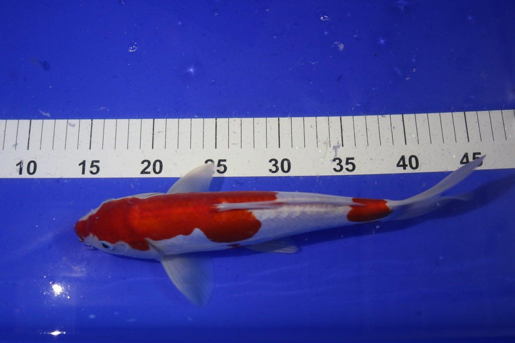 Premium Hand-Selected Koi Fish for Sale - Live Japanese Koi Carp for Ponds & Water Gardens - Perfect for Outdoor Decor & Relaxation