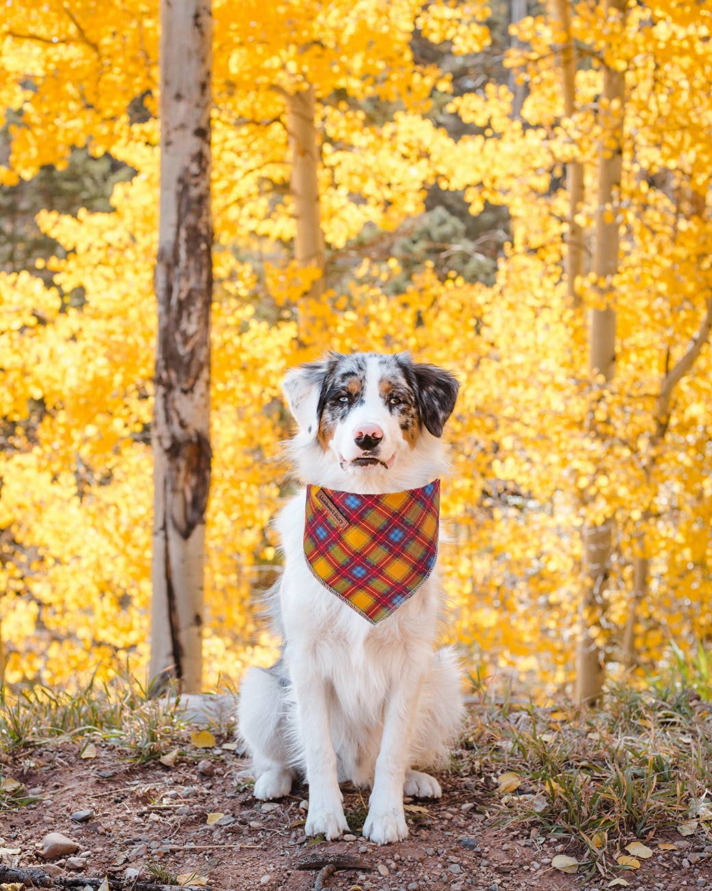 Lionheart Glory Dog Bandana - 1 Pack Washable Soft Cotton Plaid Scarf, Adjustable Kerchief for Small Dogs | Fall Fashion Pet Accessory for Walks, Photos & Special Occasions