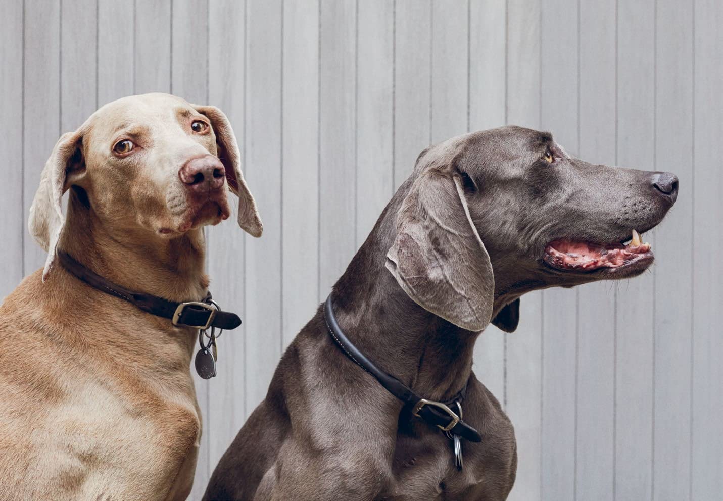 Dog Friendly New York City Guide - Best Pet-Friendly Hotels, Parks & Restaurants | Travel Tips for Dog Owners