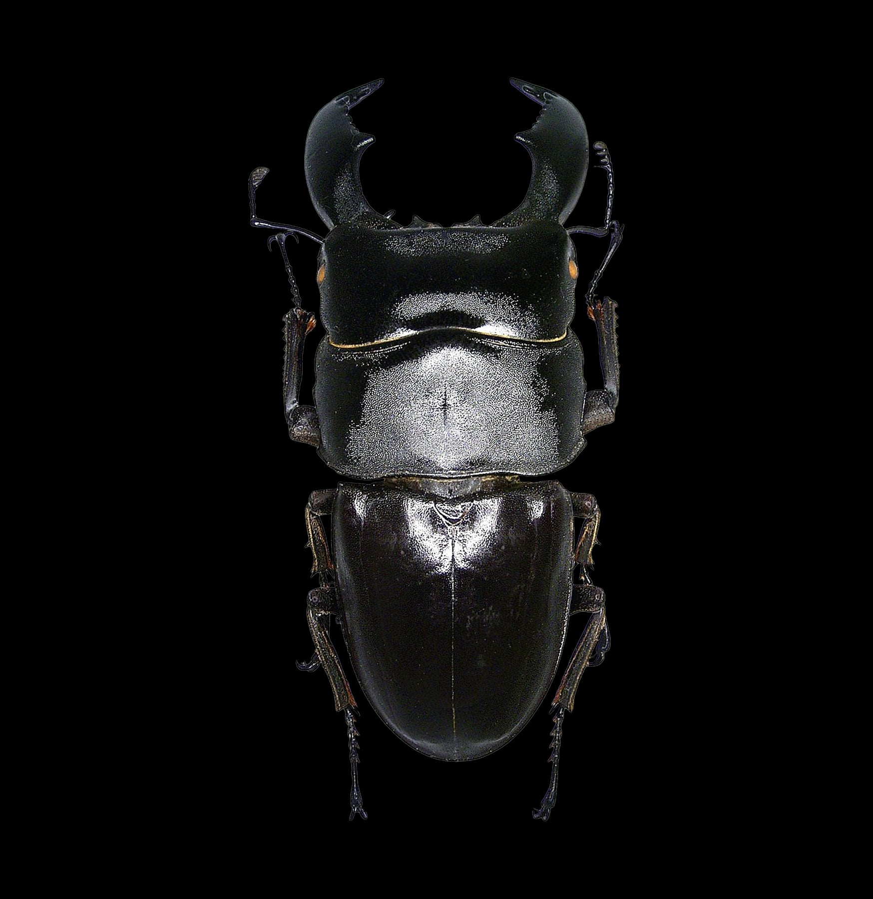 Paxton Gate Premium Insect Spreading Kit - Entomology Display Tools for Butterfly & Bug Collections - Perfect for Science Classrooms, Nature Studies & Taxidermy Hobbyists