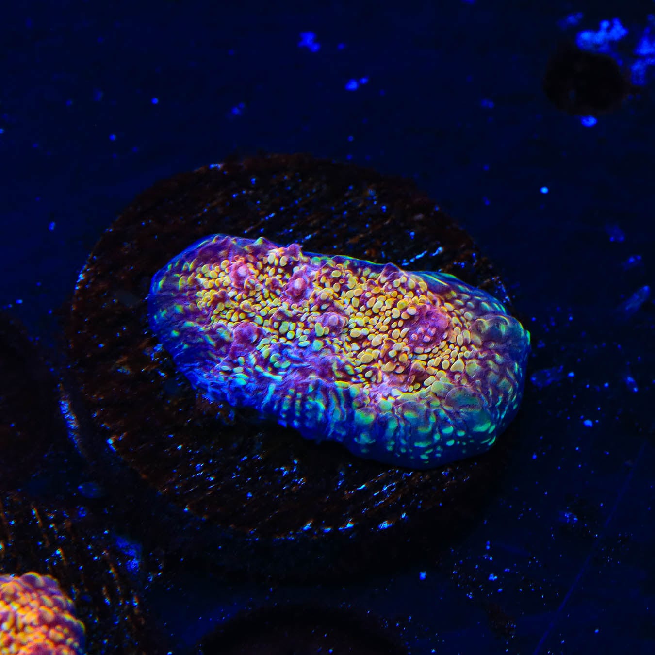CB El Diablo Chalice Coral - Rare Live Coral for Saltwater Aquariums | Perfect for Reef Tanks & Marine Displays | Enhances Aquatic Decor & Coral Collections