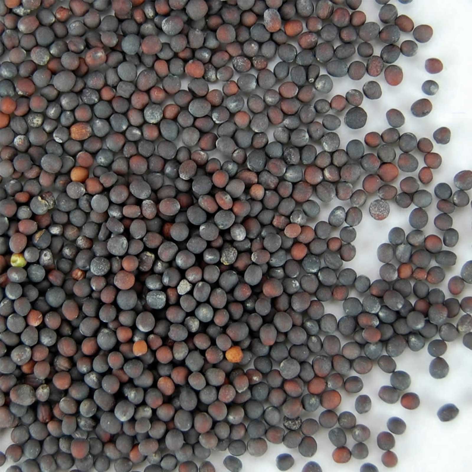 Chinese Cabbage Sprouting Seeds - 30 Lbs Bulk - Non-GMO Organic Seeds for Hydroponics, Microgreens, Salad Greens & Food Storage | Perfect for Home Gardening, Indoor Growing & Emergency Preparedness