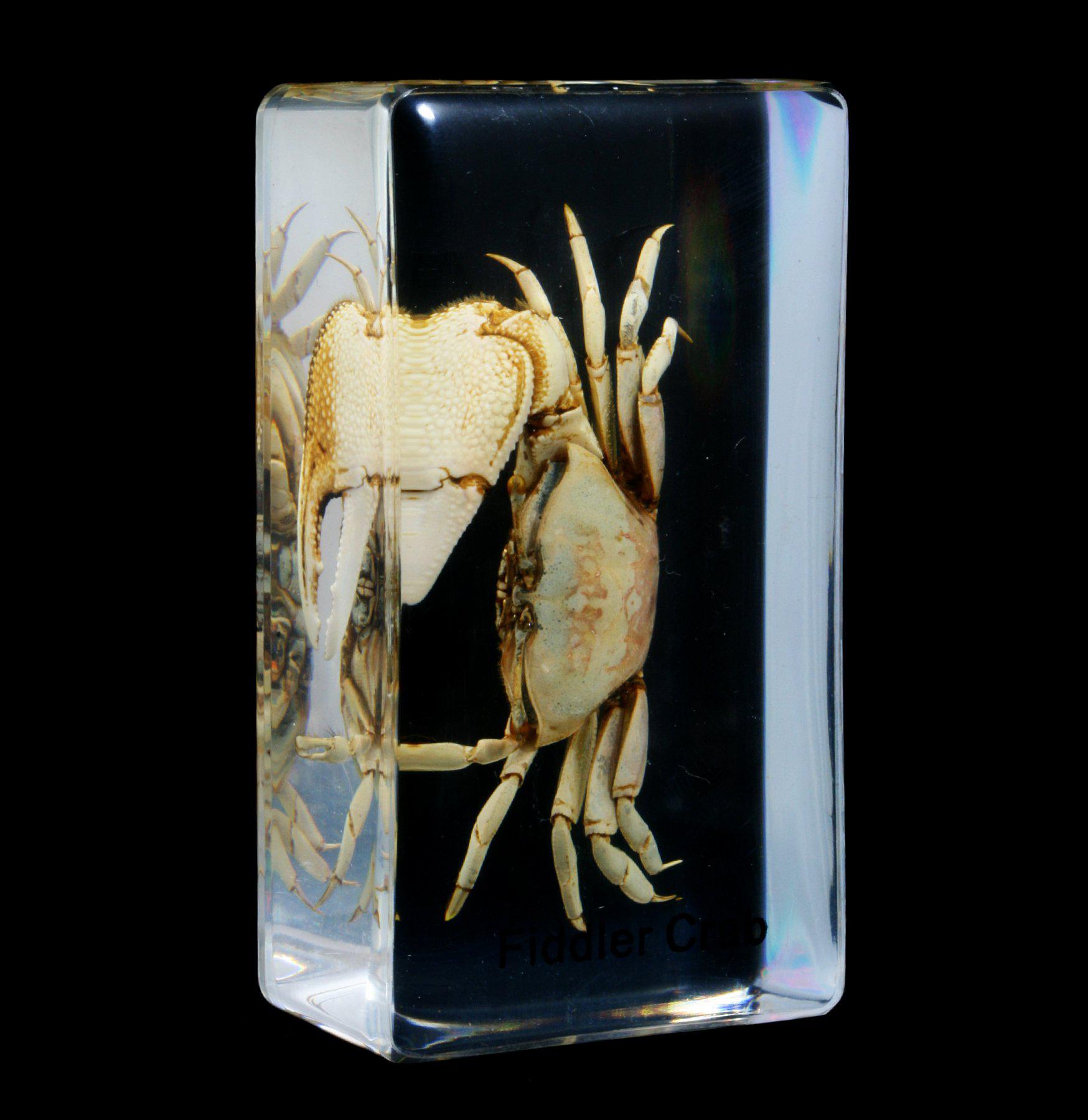 Fiddler Crab in Acrylic Display - Unique Home & Office Decor for Nature Lovers | Perfect for Desk, Shelf, or Gift
