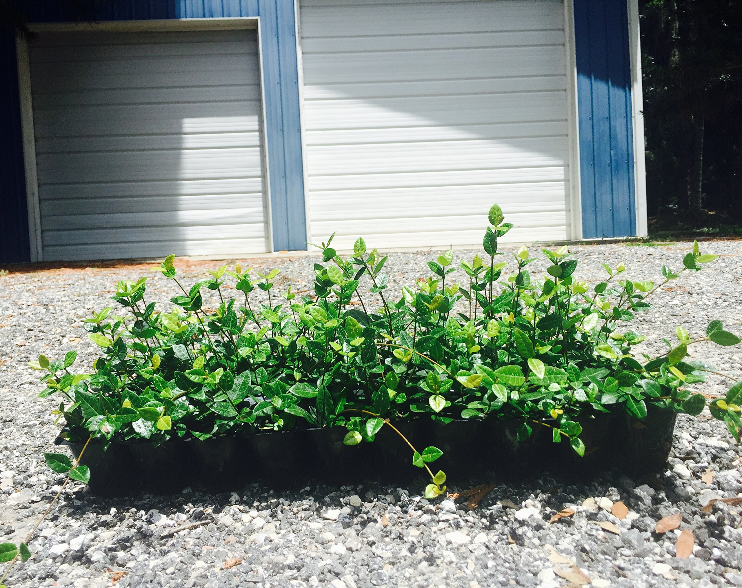 Asiatic Jasmine Minima - 30 Live Plants - Low Maintenance Evergreen Ground Cover for Landscaping, Erosion Control & Garden Borders