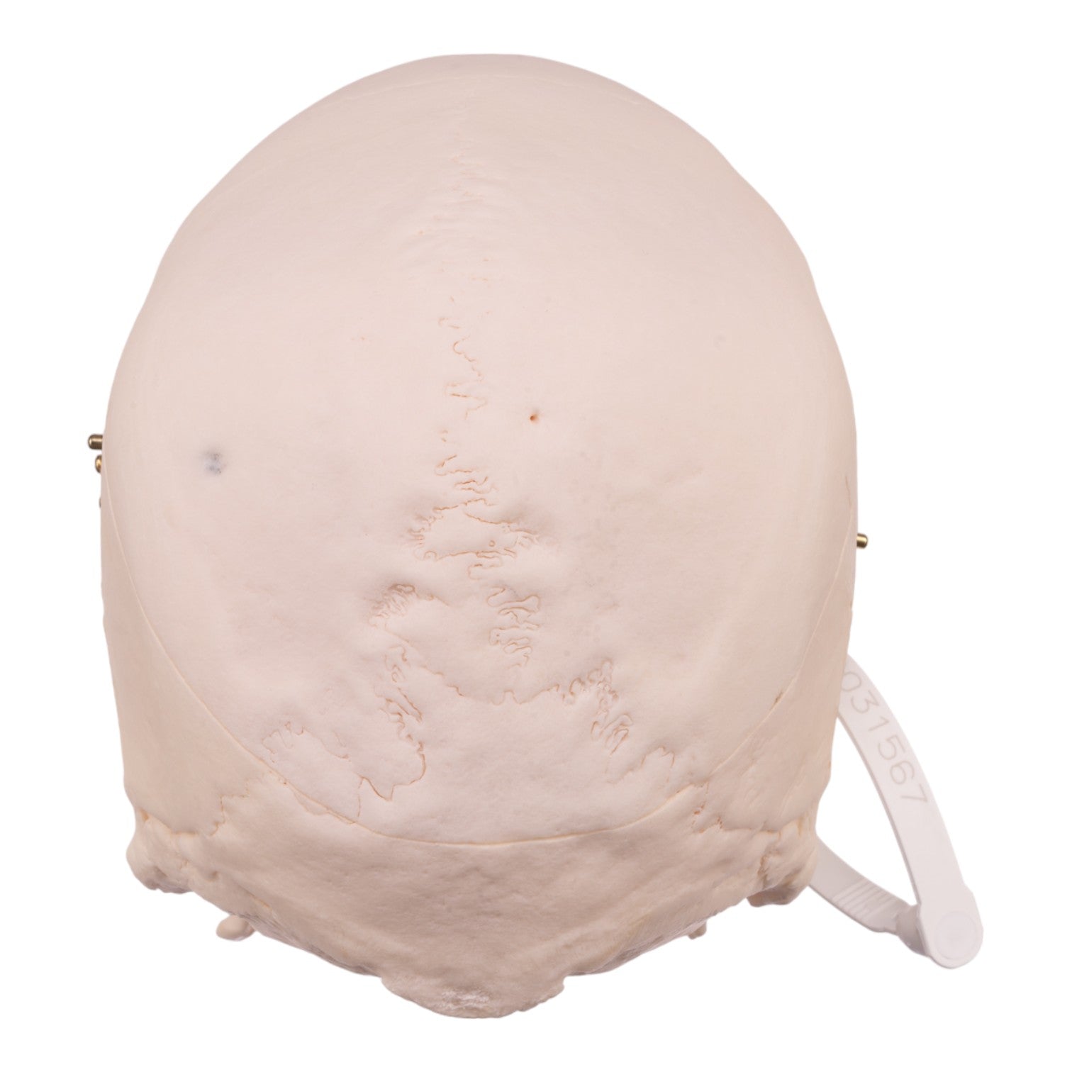 Premium Anatomical Human Skull Model - Accurate Medical & Educational Tool for Doctors, Students & Halloween Decor