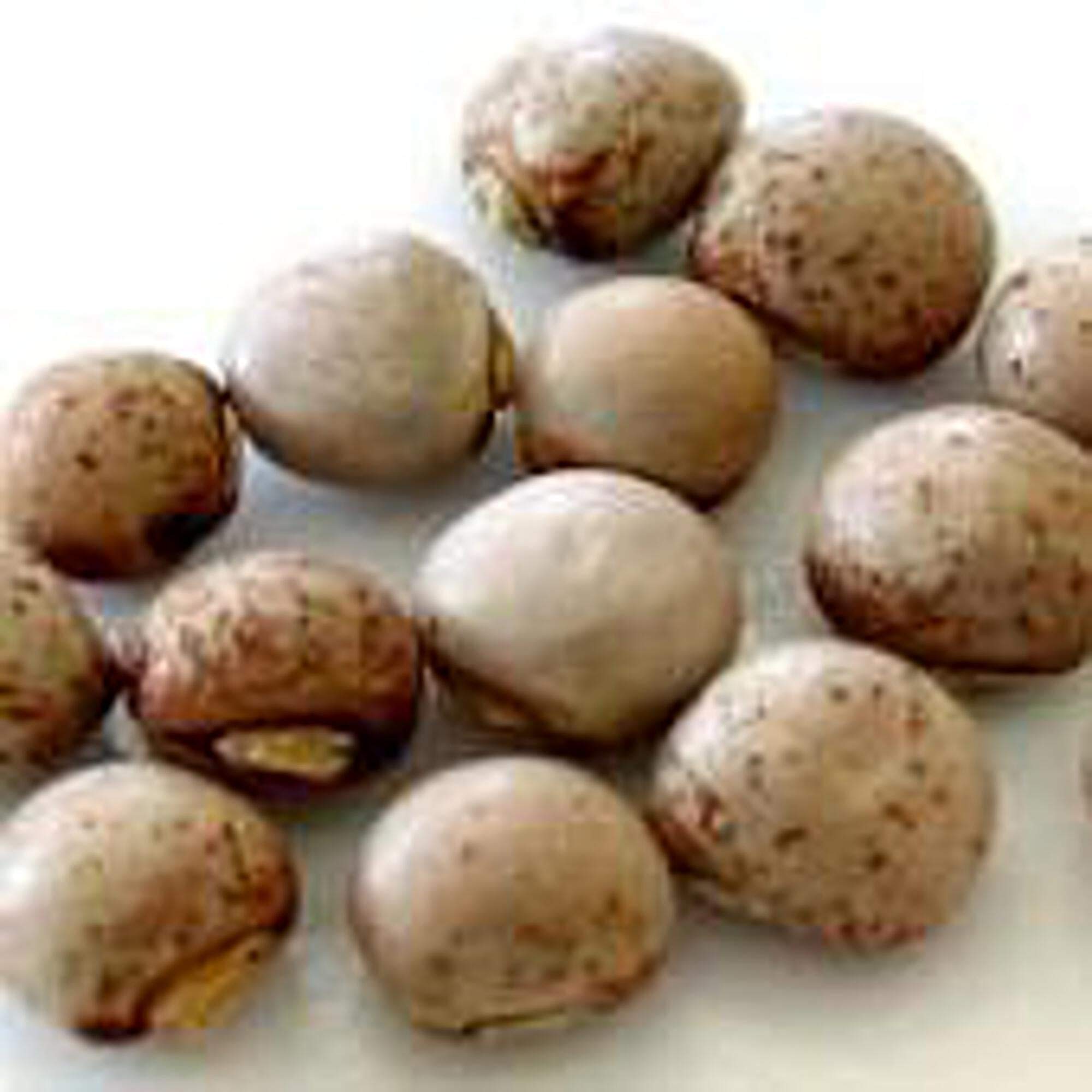 Organic Pigeon Peas Seeds - 25+ Non-GMO Heirloom Seeds for Vegetable Garden | High-Yield, Easy to Grow | Perfect for Home Gardening, Urban Farming & Sustainable Agriculture